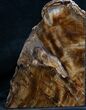 Oregon Petrified Wood Bookends - Tall, Deep #7619-3